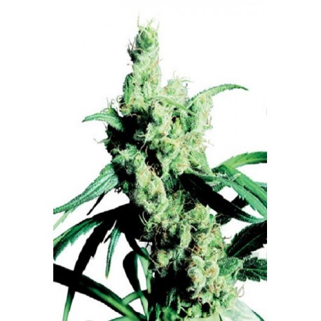 Semillas Silver Haze 9 de Sensi Seeds