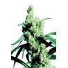 Silver Haze 9
