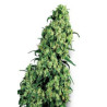 Skunk 1  feminizadas de Sensi Seeds