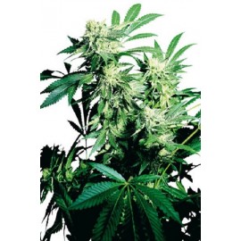 Semillas feminizadas Skunk Kush