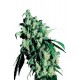 Super Skunk