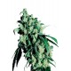 Semillas feminizadas Super Skunk