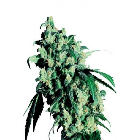 Semillas feminizadas Super Skunk