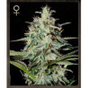 White Lemon feminizadas de Strain Hunters