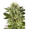 Northern Lights