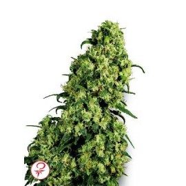Skunk 1