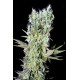 Northern Lights X