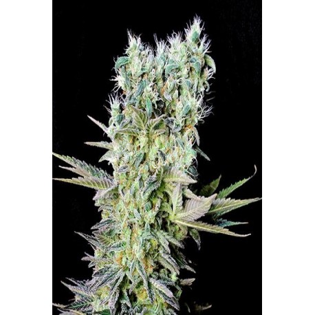 emillas Northern Light X de Genehtik