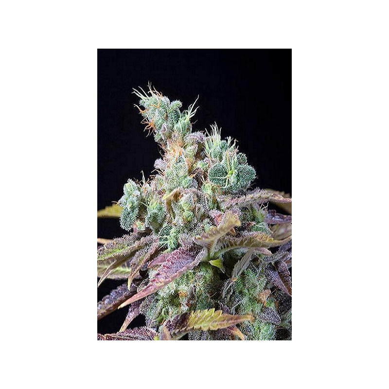 Semillas Txomango de Genehtik