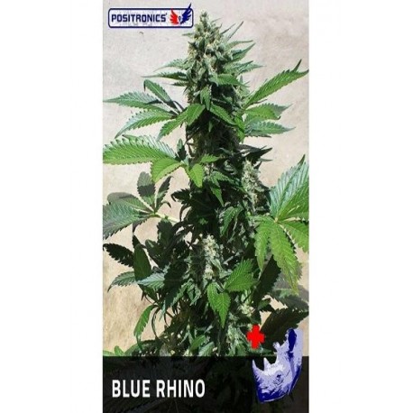 Semillas feminizadas Blue Rhino