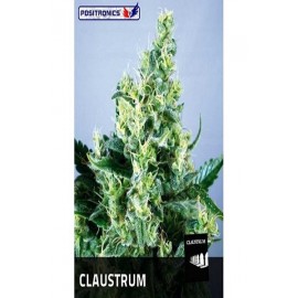 Claustrum