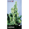 Claustrum feminizadas de Positronics Seeds
