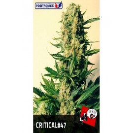 Semillas de maria Critical 47