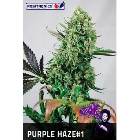 Semillas de marihuana sativa Purple Haze