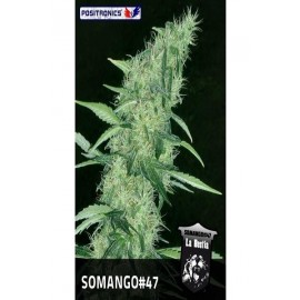 Somango 47