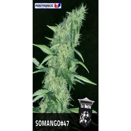 La bestia Somango 47