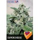 Semillas feminizadas Super Cheese