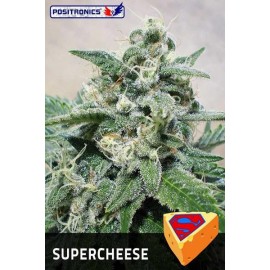 Semillas feminizadas Super Cheese