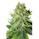 Northern Light Automatic de Sensi Seeds