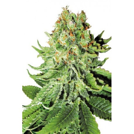 Northern Light Automatic de Sensi Seeds