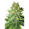 Northern Light Automatic autoflorecientes de Sensi Seeds