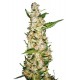 Skunk 1 Auto
