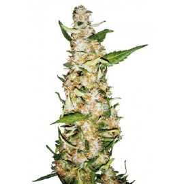 Semillas Skunk 1 Auto