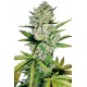 Semillas Super Skunk Auto