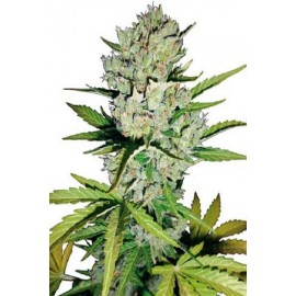 Semillas Super Skunk Auto