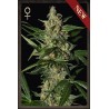 Damnesia Auto
