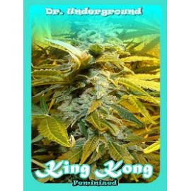 Semillas King Kong de Dr Underground