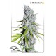 Semillas de marihuana medicinales CBD Skunk Haze