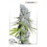 CBD Skunk Haze