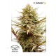 CBD Compassion