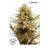 CBD Compassion