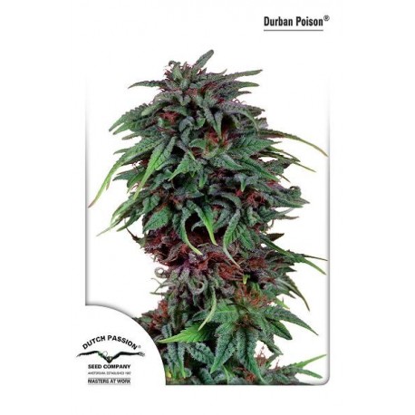Semillas de marihuana Durban Poison