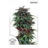 Durban Poison
