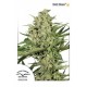 Semillas Dutch Haze de Dutch Passion