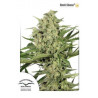 Semillas Dutch Haze de Dutch Passion