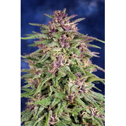 Semillas feminizadas Frisian Dew