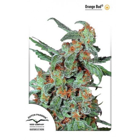 Semillas de marihuana Orange Bud