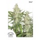 Outlaw Amnesia