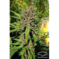 Semillas feminizadas Purple 1