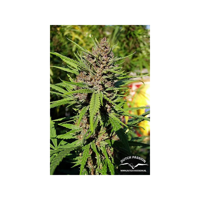 Semillas feminizadas Purple 1