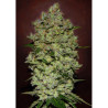 Biodiesel Mass Auto de Advanced Seeds