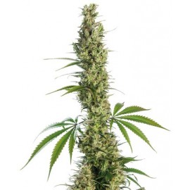 Eagle Bill 10 semillas regulares