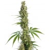 Eagle Bill 10 semillas regulares