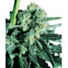 Sensi Skunk 10 semillas regulares