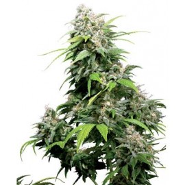 California Indica 10 semillas regulares