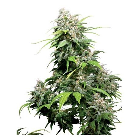 California Indica 10 semillas regulares